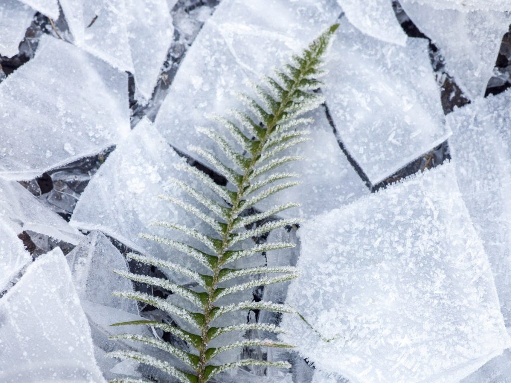 Absinthe Boréale 06 fougere fern ice frost 1200x900 - Maison Crivelli