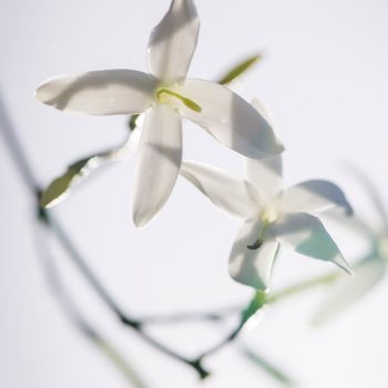 Fleur Diamantine 01 floral levitation white flowers jasmine neroli - Maison Crivelli