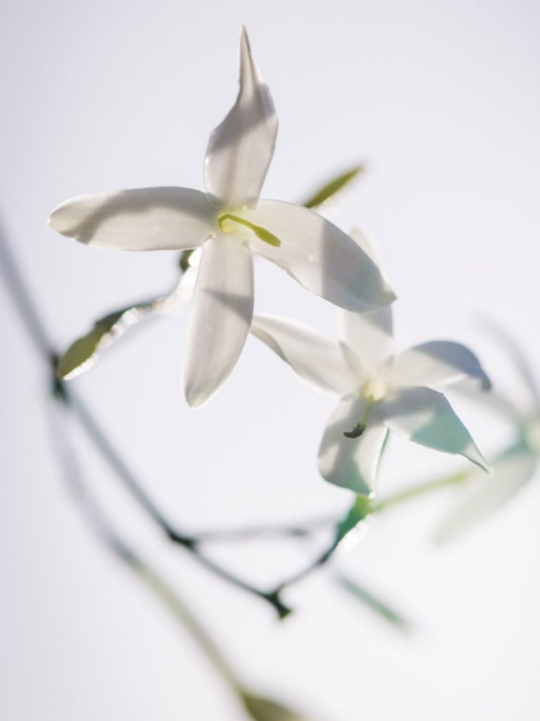 Fleur Diamantine 01 levitation florale fleurs blanches jasmin néroli - Maison Crivelli