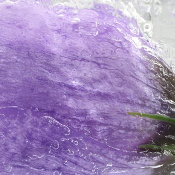 Fleur Diamantine 03 safran glacé crocus glace gelé - Maison Crivelli