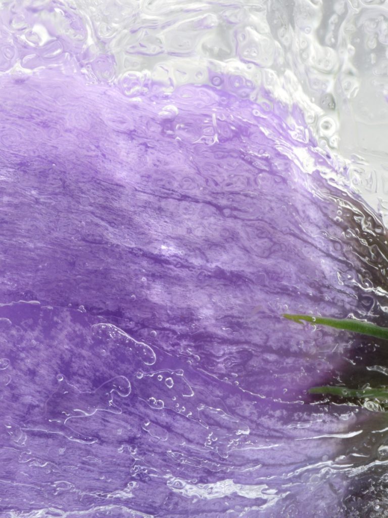 Fleur Diamantine 03 safran glacé crocus glace gelé - Maison Crivelli
