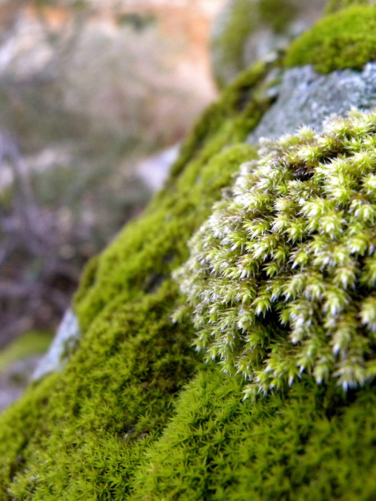 Fleur Diamantine 07 moss underwood forest humid - Maison Crivelli