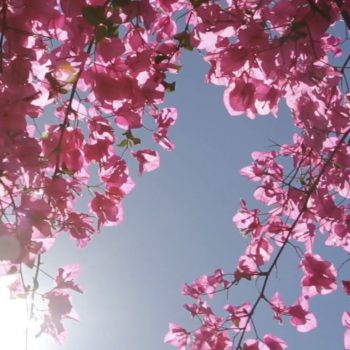 Rose Saltifolia 03 bougainvillea sunny pink petals 900x1200