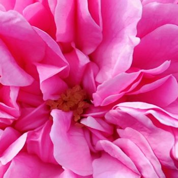 Rose Saltifolia 06 rose centifolia grasse petals 900x1200