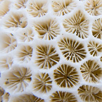 Rose Saltifolia 08 undersea woods corals 900x1200