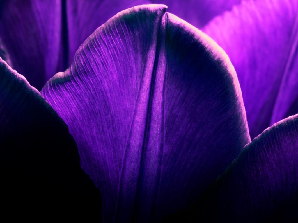 Iris Malikhân - 06 - purple petals pétales pourpres - Maison Crivelli
