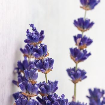 Absinthe-Boréale-07-lavender-geyser-900x1200-Maison-Crivelli